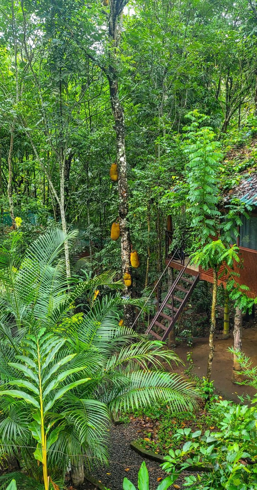 Monsoon Retreats Ecostay- Treehouse Thekkady Exterior foto