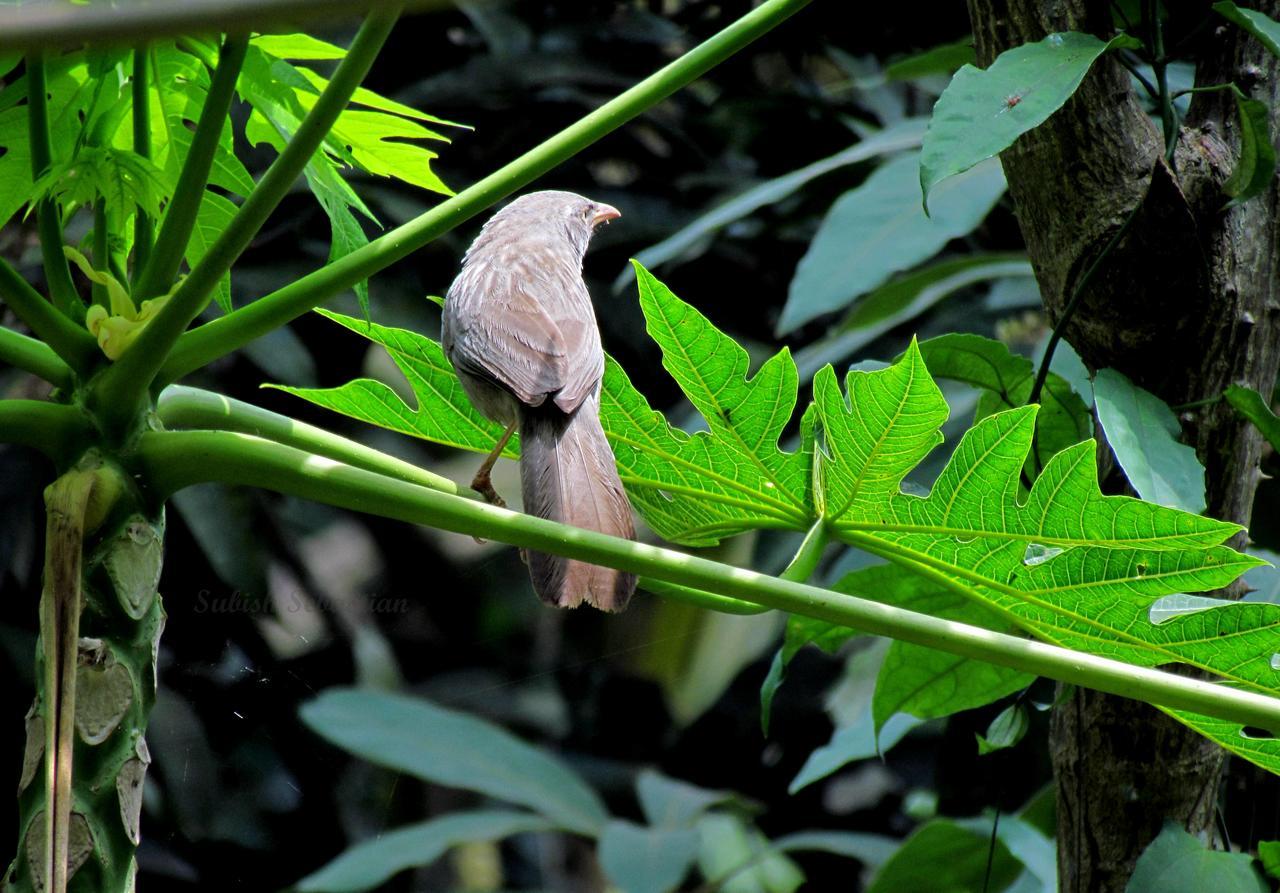 Monsoon Retreats Ecostay- Treehouse Thekkady Exterior foto